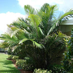 Palm Tree Live Plant Indoor Outdoor, Rare Succulent Palm Houseplant for Indoor or Outdoor Growing, 1 Gallon Pot, Dwarf