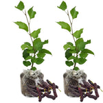 Pack 2 Mulberry Tree Live Plant for Growing 5 to 8 Inch Tall, Everbearing Mulberry Bush Live Plant, Mulberry Plant Live Home Garden (Pakistan Mulberry)