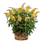 Yellow Buddleia Butterfly Bush Plant Live, 5-9" in Tall, No Pot, Perennial Bushes Ready to Plant in Spring Outdoor Gardening, Dormant in Winter