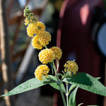 2 Butterfly Bush Live Plants, Yellow Buddleia Shrubs, 5–9 Inch Tall, Fragrant Flowering Shrubs, No Pot