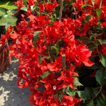 Set 2 Red Bougainvillea Plants Live, Flowering Bougainvillea Vine 4-8 Inches Tall, Climbing Plant for Outdoor Garden and Trellis
