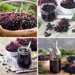 Dormant Live Elderberry Tree in Quart Pot, Sweet Fruit-Bearing Shrub, Container and Garden Planting