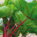 Colocasia Elephant Ears Live Plant, Alocasia Plant, Esculenta Taro Live Houseplant, 5-7 Inc Tall (Green Leaf, Red Stem)