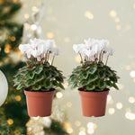 Set of 2 Cyclamen Plants Live, Hardy Cyclamen Plants, Vibrant Blooming Houseplant, 4 Inch Pot for Planting (White)