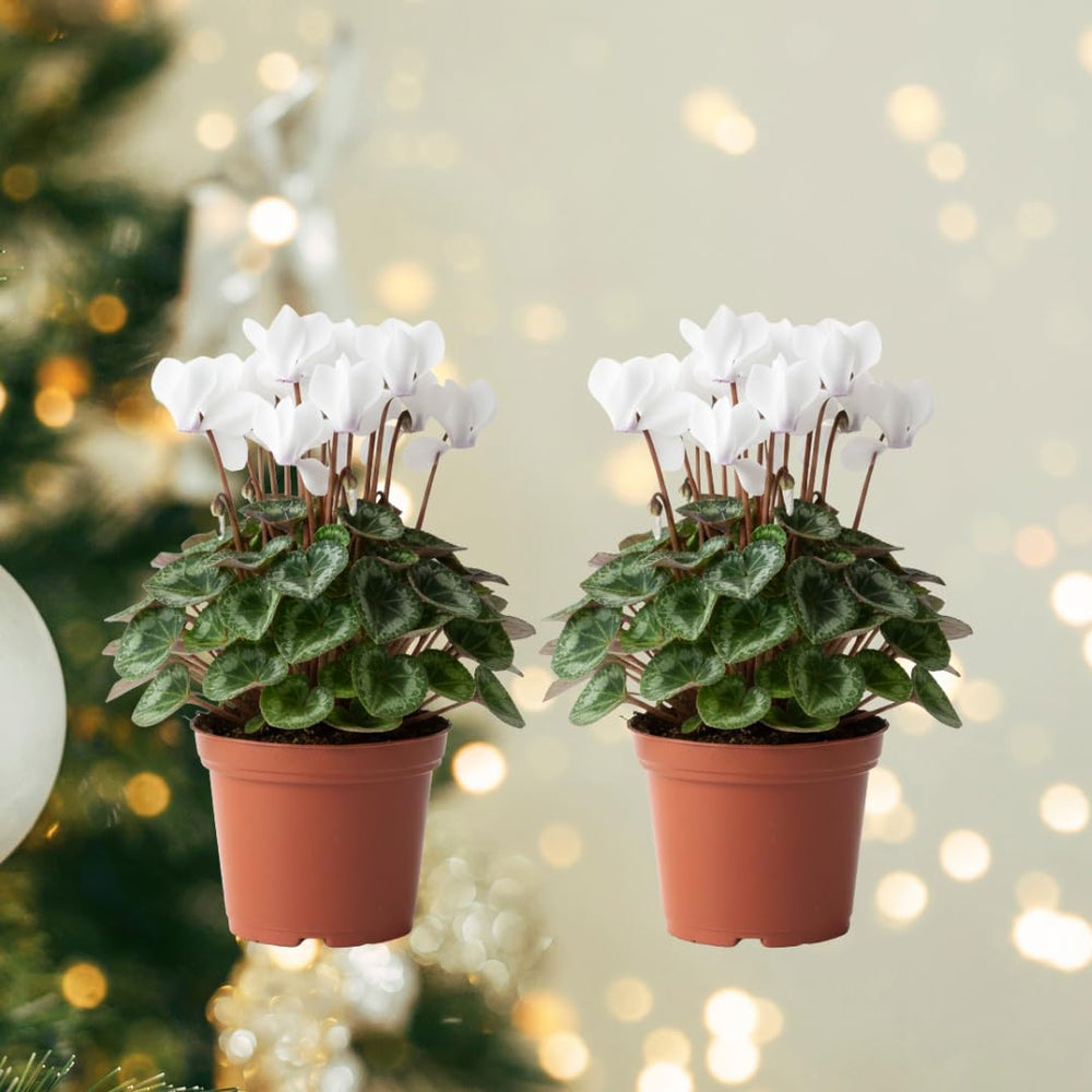 Set of 2 Cyclamen Plants Live, Hardy Cyclamen Plants, Vibrant Blooming Houseplant, 4 Inch Pot for Planting (White)