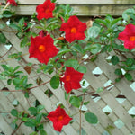2 Mandevilla Plants Live, 4-6'' Tall, Red Mandevilla Flower Plants, Vibrant Flowers Plant for Outdoor Growing