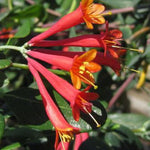 2 Red Honeysuckle Plants Live for Planting, Fragrant Honeysuckle Vine Live Plants, 5-9" Tall, Hardy Perennial Climbing Vine
