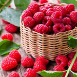 2 Caroline Raspberry Plants Live for Planting, Red Raspberry Bush Live Plants, Size 5-8 Inch Tall, Thornless Raspberry Trees