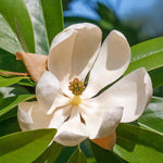 Magnolia Tree Live Plant 6-12 Inch Height, Fragrant Magnolia Plant Live to Grow, Magnolia Bush Flowers (Sweetbay Magnolia)