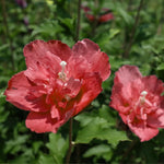 Althea Rose of Sharon Plant Live Bareroot 6-13 Inc, in Pot, Hibiscus Syriacus Flowers Ready to Grow (Red Rose of Sharon)
