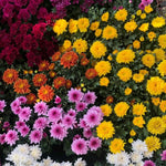 Pack 3 Mix Mum Plants Live, 3 to 6 Inch Tall Assorted Chrysanthemum Plant, Perennial Colorful Flowers, Live Mums Plants for Outside, No Pot