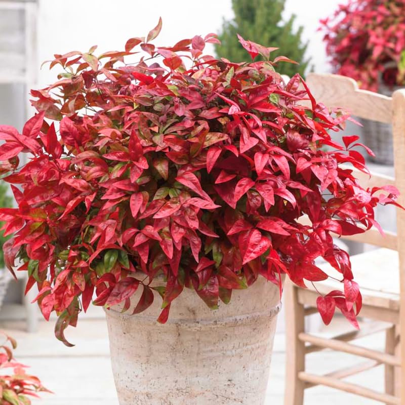Dwarf Nandina Shrub, Dwarf Nandina Plant Live 6 to 9 Inch Tall in 2.5 Inc Pot, Ornamental Nandina Live Plant