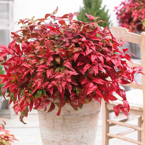 Dwarf Nandina Shrub, Dwarf Nandina Plant Live 6 to 9 Inch Tall in 2.5 Inc Pot, Ornamental Nandina Live Plant