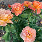 Rose Live Plant, Roses Flower Plant, Fragrant Flower for Planting, 4-6 Inches Tall, Bush Shrub Plants, Well Rooted, Ready to Grow (Orange Rose)
