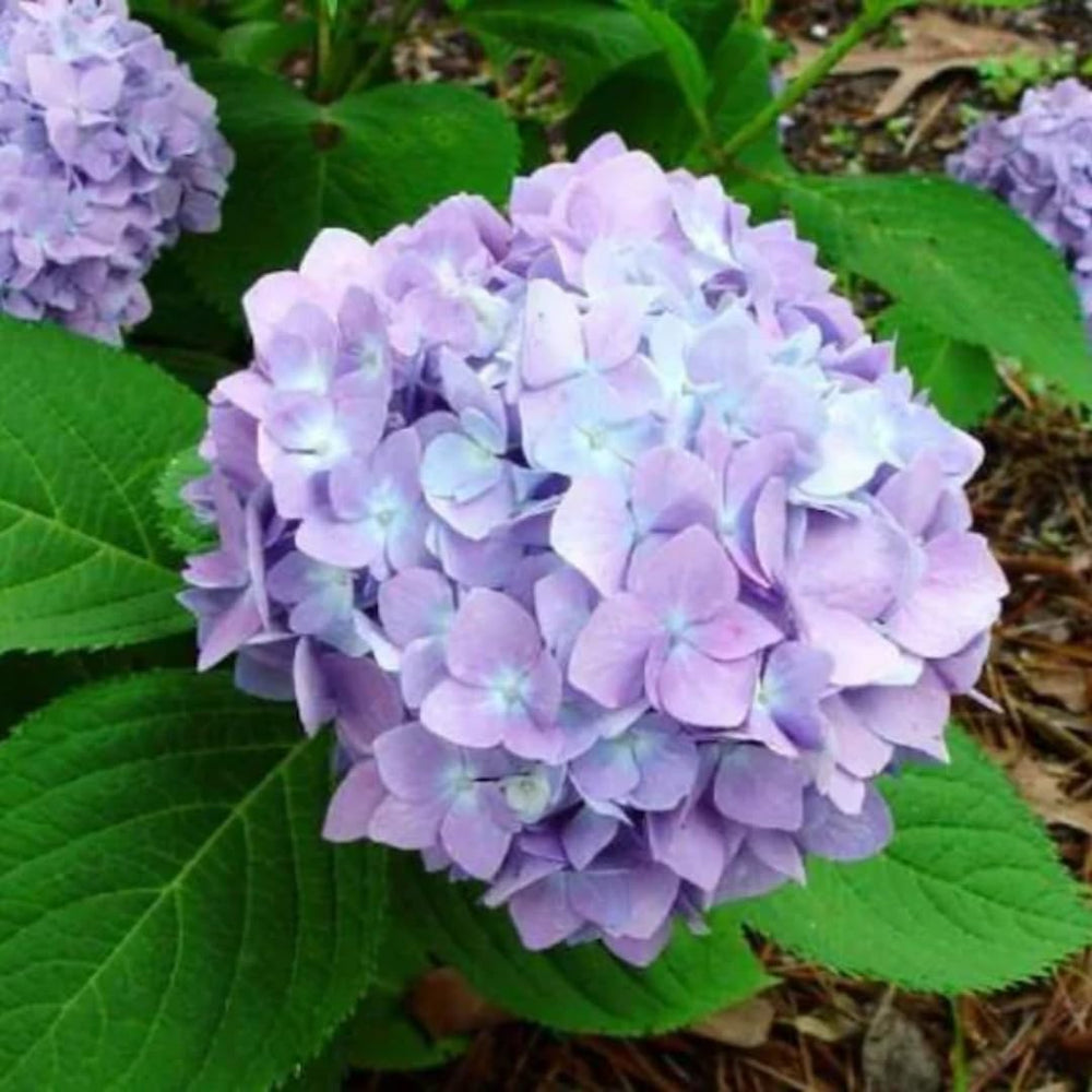 Hydrangea Plant Live Tree, Light Pink to Deep Blue Purple Color Bloom, 5-10" Well-Rooted Hydrangea Shrub Bush for House Planting Outdoor, Dormant