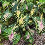 Set 2 Green Pink Colocasia Elephant Ear Plants Live 4–7 Inches Tall, Tropical Foliage Plants for Outdoor Garden, Large Leaf Plants for Patio, Containers or Landscape
