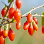 Red Goji Live Plant, Berry Fruit Plant, 2-3 Ft Tall