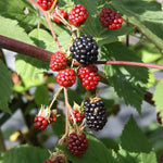 2 BlackBerry Plants Live for Planting, 4 to 8 Inch Height, BlackBerry Bush Live Plant, Sweet Blackberries Fruit Seedlings (Osage BlackBerry)
