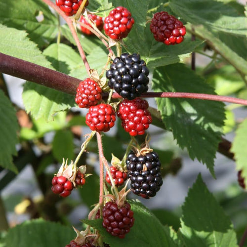 2 BlackBerry Plants Live for Planting, 4 to 8 Inch Height, BlackBerry Bush Live Plant, Sweet Blackberries Fruit Seedlings (Osage BlackBerry)