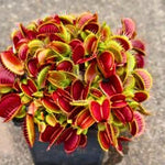 3 Rare Live Venus Fly Traps for Outdoor Indoor Planting, Random Different Cultivar Venus Flytrap Plants Zones 8-10 Growing