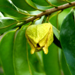 Soursop Tree Live Plant 8-10 Inches, Hardy Sweet Annona Guanabana, Live Tropical Fruit Tree for Gardening