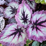 3 Packs Fire Begonia Angel Wing Maculata Live Plants, 5-9 Inch Tall, Indoor Outdoor Polka Dot Begonia