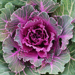 Red Ornamental Cabbage Plant in 4 Inch Pot, Colorful Cabbage Plants Live for Outdoor Indoor Garden