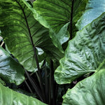 Set 2 Black Stems Alocasia Live Plants for Planting, 5 to 7 Inc Tall, Indoor Houseplant Alocasia Plant Live, No Pot, Alocasia Colocasia Taro Plants for House Plants