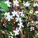 3 Clerodendrum Bleeding Heart Plants Live for Planting, 5-10 Inch Height, Clerodendrum Bleeding Heart Vine Indoor Outdoor (Clerodendrum Wallichii Smithianum)