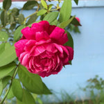 Rose Bush Live Plant, Heirloom Rose Plant Live for Planting, Fragrant Flowers Well Rooted Plant, 5-10 Inch Tall (Red Rose)