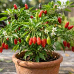 Set 150 Pequin Chili Pepper Seeds, Pepper Plants Live for Planting, Hot Peppers Seed, Vegetable Seeds for Indoor Outdoor Garden