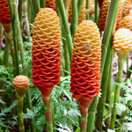 12 Shampoo Ginger Rhizomes for Planting, Zingiber Zerumbet Roots, Hardy Perennial Red Pinecone Ginger Roots for Outdoor Garden