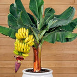 Grand Nain Banana Plant Tree Live, Cold Hardy 4-7" in Tall, No Pot, Outdoor Spring Planting, Rare and Sweet Banana Plants