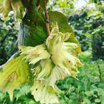 Hazelnut Tree Live Plant 1-2ft Tall, Hazelnut Bushes Plant
