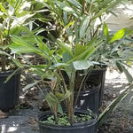 Palm Tree Live Plant Indoor Outdoor, Rare Succulent Palm Houseplant for Indoor or Outdoor Growing, 1 Gallon Pot, Dwarf