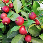 5-8 Inch Strawberry Guava Tree - Live Plant, Sweet Tropical Fruit for Home Gardens Indoor Outdoor Growing