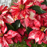 2 Multi Varieties Poinsettia Plants Live, Stripes Red Poinsettia Flowers for Holiday Christmas Gift, Decoration Houseplant 5-10" in Tall, No Pot