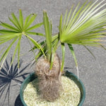 Live Palm Tree Plant in 3 Gallon Pot, No CA, Large Fully Rooted Size, Ready to Plant for Home Décor Indoor Outdoor Landscape, Rare Palm Trees, Old Palm