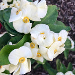 Set 2 White Euphorbia Milii Plants, Crown of Thorns Live Plant, 5-8 Inc Tall, Hardy Euphorbia Flowering Houseplants