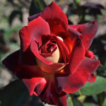 Dark Night Rose Bush Live Plant, Rose Plant Live for Planting, 5-10 Inch Tall, Fragrant Flowers Well Rooted Starter Plant Indoor Outdoor