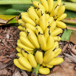 Banana Plant Live, Sweetheart Banana Tree Live Plant, Hardy Banana Fruit Seedling 4 to 8 Inch Tall, Indoor Outdoor
