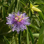 Light Lavender Passion Flower Plant Live, Passiflora Flowering Vine, Trailing Passion Flowers 4 to 8 Inch Tall