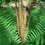 Pack of 20 Fern Bare Roots, Live Cinnamon Fern Plants, 3 to 6 Inches Long, Fern Tree Live Plant for Garden, Fern Live Plants Outdoor Indoor, Live Fern Plants