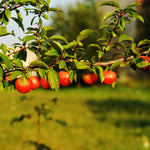 Cherry Plum Live Plant, 2-3 Ft Tall
