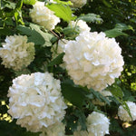 2 Japanese Snowball Viburnum Plants Live Bare Roots 1-2 Feet Tall, Dormant Hardy White Viburnum Bush for Outdoor Garden Planting