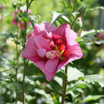 Althea Rose of Sharon Plant Live 6-13 Inc Tall, Hibiscus Syriacus Flowers Rose of Sharon Bush Shrub, in Pot (Red)