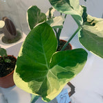 Green White Colocasia Elephant Ear Plants Live 4–7 Inches Tall, Taro Alocasia Tropical Foliage Plants for Outdoor Garden Home Decor