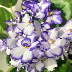 Blue White African Violet Live Plant in 4” Pot, Blooming Indoor Houseplant, Easy Care Flowering Plant for Home or Office Décor