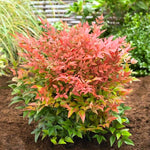 Nandina Shrub, Nandina Plant Live to Grow 6 to 9 Inch Tall, Ornamental Nandina Live Plant in Pot
