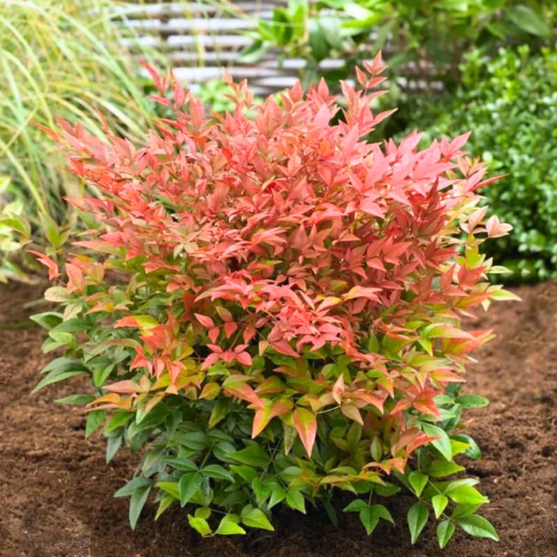 Nandina Shrub, Nandina Plant Live to Grow 6 to 9 Inch Tall, Ornamental Nandina Live Plant in Pot